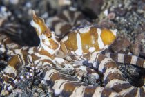 Wonpus pieuvre sur fond sablonneux — Photo de stock