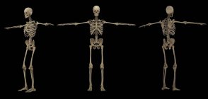 3D-рендерінг Скелетних системи людини на чорному фоні — стокове фото
