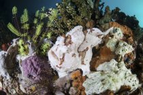 Giant frogfish camouflaged on reef — Stock Photo