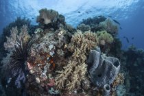Риф-будівельні корали в мілководді — стокове фото