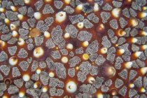 Colorato colpo di primo piano della pelle della stella del mare, Stretto di Lembeh, Indonesia — Foto stock