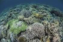 Кораллы для кораллов на мелководье — стоковое фото