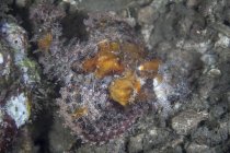 Escorpião camuflado no recife — Fotografia de Stock