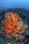 Vibrantes colonias de coral blando en el arrecife en el estrecho de Lembeh, Indonesia - foto de stock