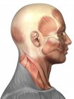 Anatomía de los músculos faciales humanos - foto de stock