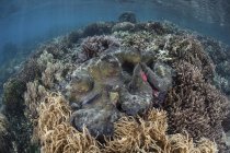 Гигантский моллюск растет на мелководье — стоковое фото