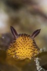Jorunna парва nudibranch — стокове фото