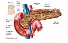 Ilustración médica de la anatomía del páncreas con etiquetas - foto de stock