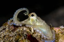 Coconut octopus on reef — Stock Photo