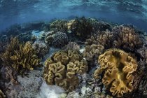 Arrecife lleno de corales blandos - foto de stock