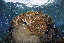 Pesci che nuotano sulla barriera corallina sana — Foto stock