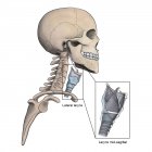 Lateral larynx and skeletal anatomy with mid-sagittal larynx view — Stock Photo
