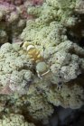 Emperor shrimp on white soft coral — Stock Photo