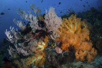 Colonies de corail mou poussant sur le récif — Photo de stock
