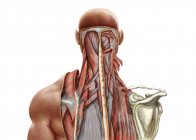 Anatomía humana de los músculos profundos en el cuello y la espalda superior - foto de stock