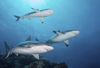Серые рифовые акулы в голубой воде — стоковое фото