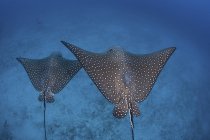 Pair of spotted eagle rays swimming over sandy seafloor near Cocos Island, Costa Rica — Stock Photo