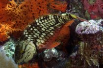 Stoplight perroquet se nourrissant sur le récif corallien — Photo de stock