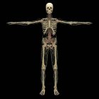3D renderização do sistema linfático humano com esqueleto — Fotografia de Stock