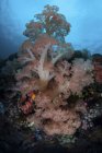 Soft corals thriving on deep reef — Stock Photo