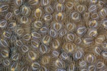 Acoel flatworms covering coral colony — Stock Photo