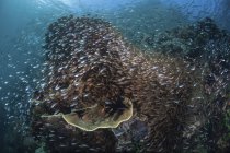 Arrecife cubierto por barredoras y peces cardenales - foto de stock