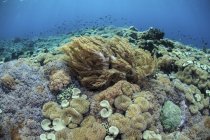 Кораллы на рифе в Национальном парке Комодо — стоковое фото