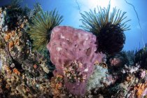 Crinoids clinging to large sponge — Stock Photo