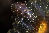 Kommentierende Garnelen auf Anemone — Stockfoto