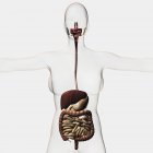 Medical illustration of the human digestive system — Stock Photo