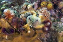 Christmas tree worms on reef — Stock Photo