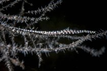 Tozeuma-Garnele auf Korallenzweig — Stockfoto
