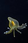Meduse pelagiche in acque scure — Foto stock