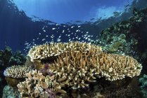 Peces nadando sobre arrecifes de coral - foto de stock