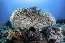 Table coral on reef near Sulawesi — Stock Photo