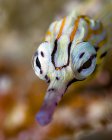 Network pipefish head — Stock Photo