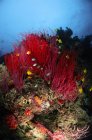 Fouets de mer et corail mou — Photo de stock