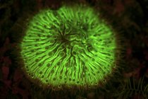 Fluorescência de coral de cogumelos na luz ultravioleta — Fotografia de Stock