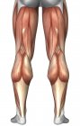 Diagramme illustrant les groupes musculaires à l'arrière des jambes humaines — Photo de stock
