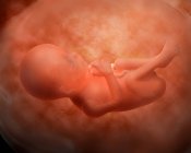 Illustrazione medica dello sviluppo del feto — Foto stock