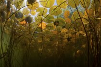 Bunte Lilienkissen wachsen im Süßwassersee — Stockfoto