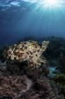 Seppie del broadclub che si librano sopra la barriera corallina — Foto stock