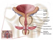 Медична ілюстрація анатомії простати — стокове фото