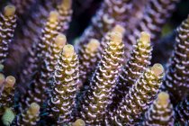 Coral colorido en el mar de Bohol - foto de stock