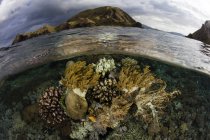 Corais crescendo em águas rasas — Fotografia de Stock