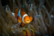 Falso pesce pagliaccio nell'anemone ospite — Foto stock