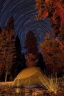 Tent and pine trees — Stock Photo