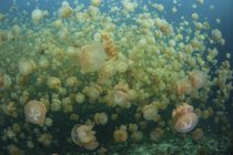 Méduses d'or dans le lac marin — Photo de stock