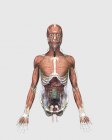 Медицинская иллюстрация верхней части туловища человека с мышцами, лимфатической системой и пищеварительными органами — стоковое фото