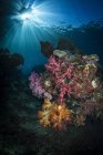 Coral macio e sunburst em Raja Ampat — Fotografia de Stock